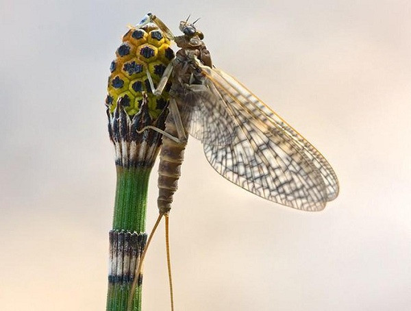 Phù du dành phần lớn cuộc đời để nằm trong nhộng. Đến khi sắp chết, chúng mới thoát ra khỏi nhộng, hóa thành phù du trưởng thành và nhảy múa trên mặt nước.