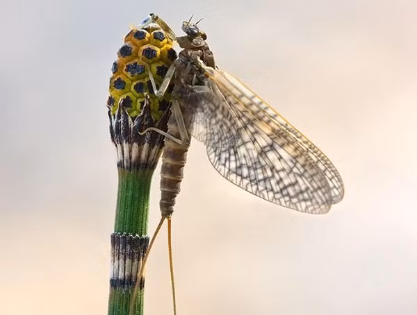 Phù du dành phần lớn cuộc đời để nằm trong nhộng. Đến khi sắp chết, chúng mới thoát ra khỏi nhộng, hóa thành phù du trưởng thành và nhảy múa trên mặt nước.