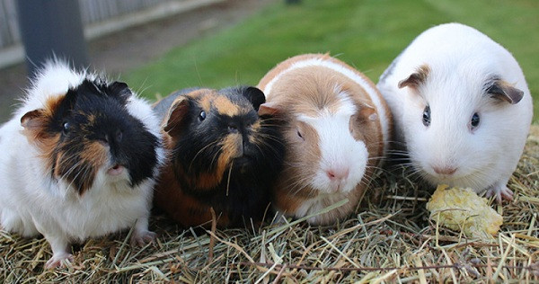 Với thời gian sống kéo dài chỉ khoảng 4 năm, chuột lang (Guinea pig) là một trong những loài động vật có tuổi thọ ngắn trên thế giới.
