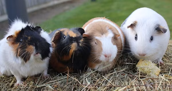 Với thời gian sống kéo dài chỉ khoảng 4 năm, chuột lang (Guinea pig) là một trong những loài động vật có tuổi thọ ngắn trên thế giới.