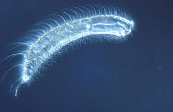 Với thân hình trong suốt, Gastrotricha có khả năng phát sáng trong bóng đêm. Tuy nhiên rất ít người được chứng kiến cảnh tượng này bởi vòng đời của giun bụng lông quá ngắn.