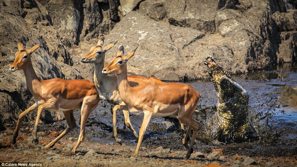 John cho biết, sau 1 giờ anh có mặt tại đó, sát thủ đầm lầy khổng lồ đã lao lên đớp 5 lần, nhưng linh dương đều thoát chết khỏi hàm cá sấu vô cùng ngoạn mục.