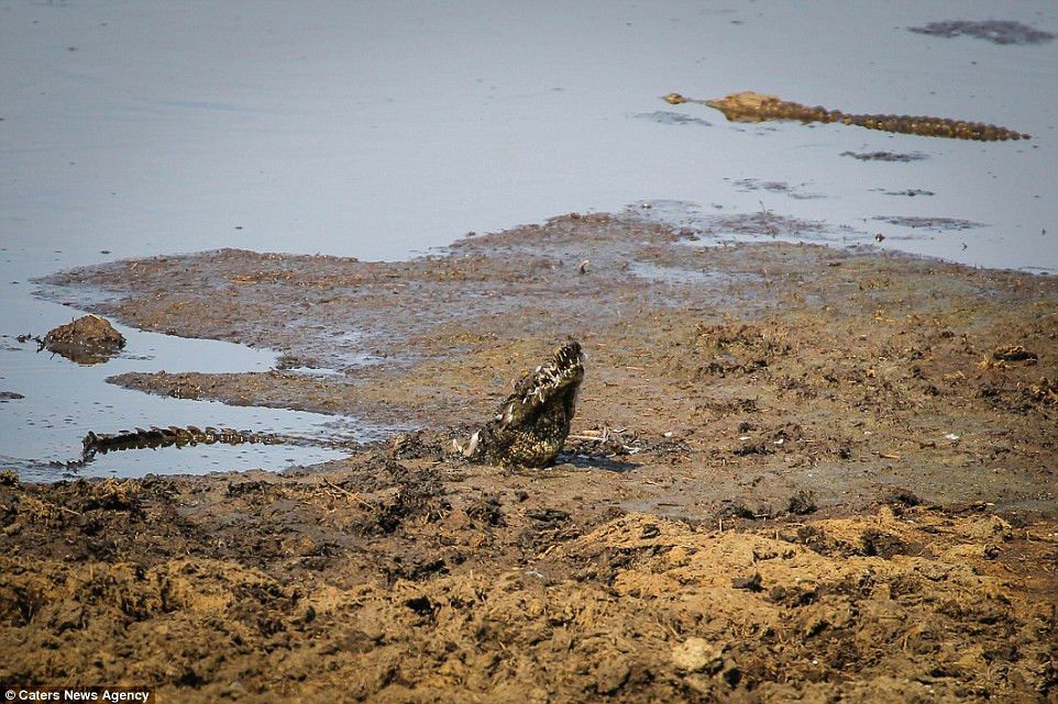 Cuổi cùng, cá sấu không săn được con mồi nào, đành ngậm ngùi chịu ôm cái bụng đói ở chính lãnh thổ của mình.