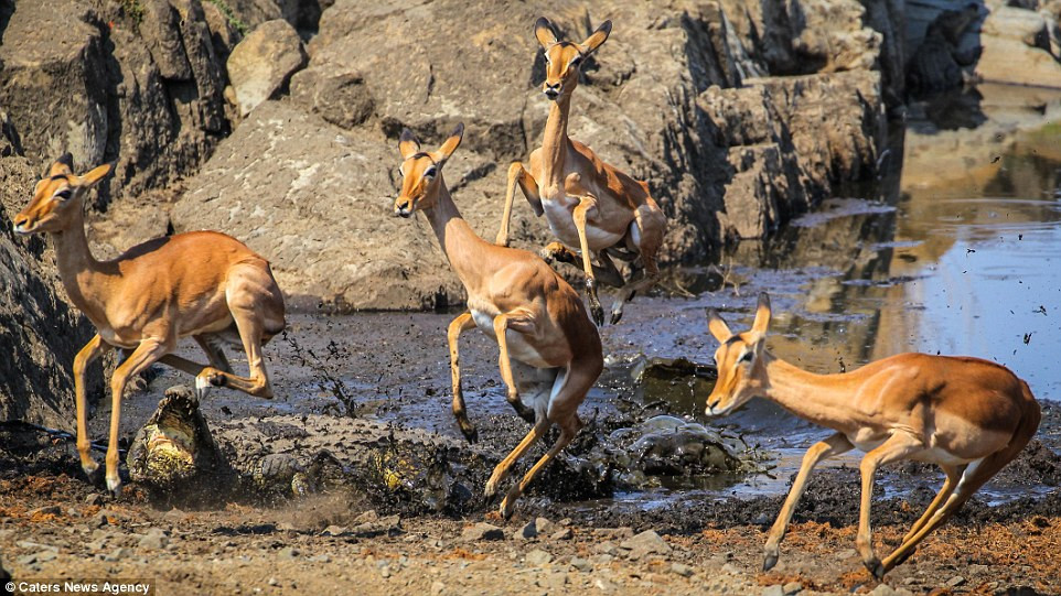 Tưởng chừng mất mạng dưới hàm cá sấu, linh dương khiến nhiếp ảnh gia và những người chứng kiến bất ngờ khi thoát chết với chiêu thức cực kỳ độc đáo.