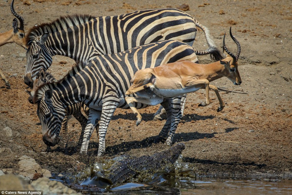 Hình ảnh được ghi lại ở một góc nhìn khác, là khoảnh khắc linh dương tung người nhảy lên trong khi một gia đình ngựa vằn đang đứng gần đó may mắn bị cá sấu "làm ngơ".