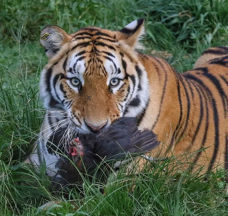 Cuối cùng, một trong số chúng cũng tóm được con mồi và đánh chén ngon lành trước mặt những người anh em xung quanh.