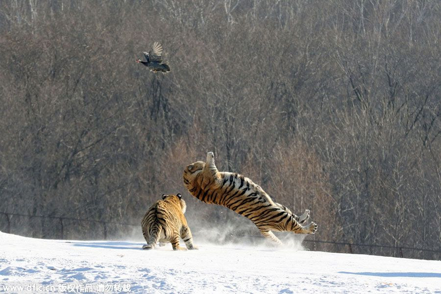 Thế nhưng kết quả không như chúng ta tưởng tượng, con hổ Siberia ngã nhào vì trượt chân trên tuyết. Trong khi con mồi nhanh chóng tranh thủ thoát thân.