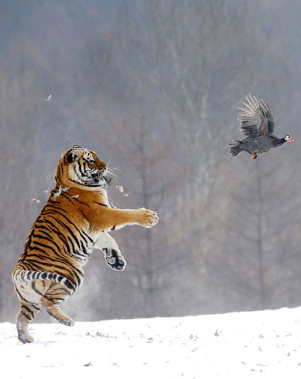 Khoảnh khắc hổ Siberia lao mình lên không trung đuổi bắt con mồi được ghi lại tại Công viên Hổ Siberia ở thành phố Hanlin, miền bắc Trung Quốc.