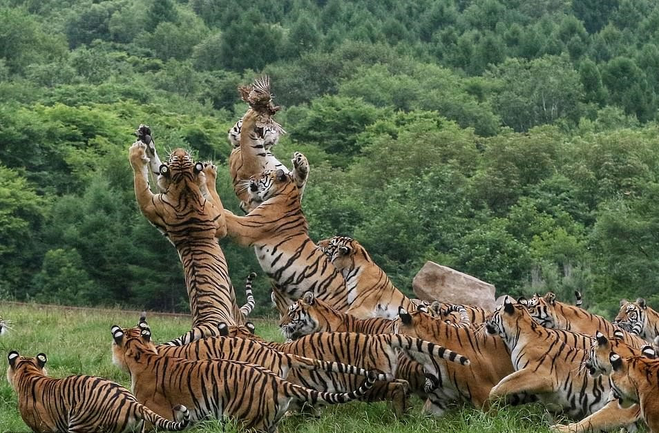 Dẫu vậy, những con hổ vẫn thi nhau nhảy lên tranh con chim nhỏ một cách khốc liệt, tăng phần kịch tính cho chuyến đi săn, cũng như để khẳng định ''ngôi vua''.