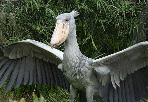 Cò mỏ giày sở hữu cái mỏ khổng lồ giống như mặt trước của một đôi giày cao gót. Loài chim xấu lạ này được tìm thấy trên khắp Congo, Rwanda, Uganda và các đầm lầy khác nhau ở Trung Phi.