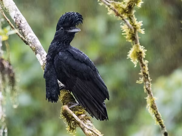 Chim Cephalopterus Penduliger sở hữu ngoại hình kỳ lạ, là một trong những loài chim có vẻ ngoài độc đáo nhất với chiếc cổ dài hơn cả thân mình, chúng có thể được tìm thấy ở Tây Colombia và Ecuador.