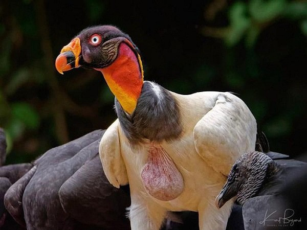 Được mệnh danh là "nhân viên dọn vệ sinh" cần mẫn vì thói quen ăn uống của mình, kền kền vua giúp ngăn chặn sự lây lan của dịch bệnh bằng cách "dọn dẹp" xác động vật chết.