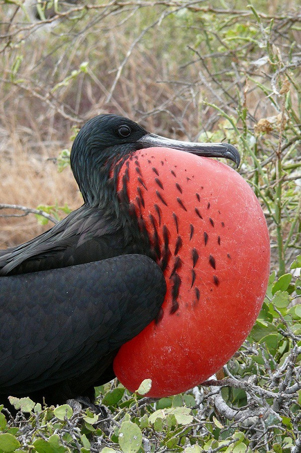Chim cốc biển Đảo Giáng sinh thường được gọi là "cướp biển" vì hay ăn cắp thức ăn từ những con chim khác, và lại còn sở hữu ngoại hình có phần...kinh dị. Chiếc túi màu đỏ ở cổ thực chất là để con trống thể hiện rằng nó đã "có chủ".