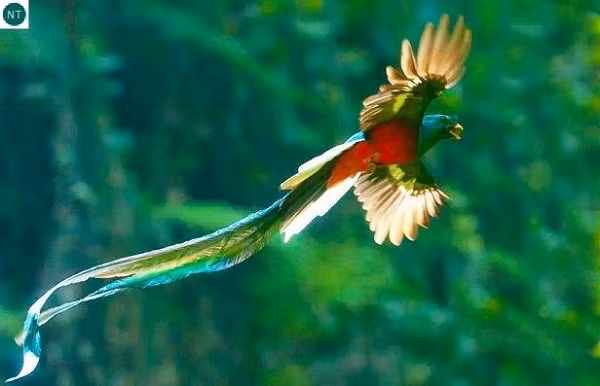 Những con chim Pharomachrus mocinno có vẻ ngoài kỳ lạ nhưng vô cùng lộng lẫy và xinh đẹp, nó là một loài chim trong họ Trogonidae. Đây là loài quốc điểu của Guatemala, hình ảnh của nó xuất hiện trong quốc kỳ và quốc huy của nước này.