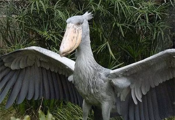 Cò mỏ giày sở hữu cái mỏ khổng lồ giống như mặt trước của một đôi giày cao gót. Loài chim xấu lạ này được tìm thấy trên khắp Congo, Rwanda, Uganda và các đầm lầy khác nhau ở Trung Phi.