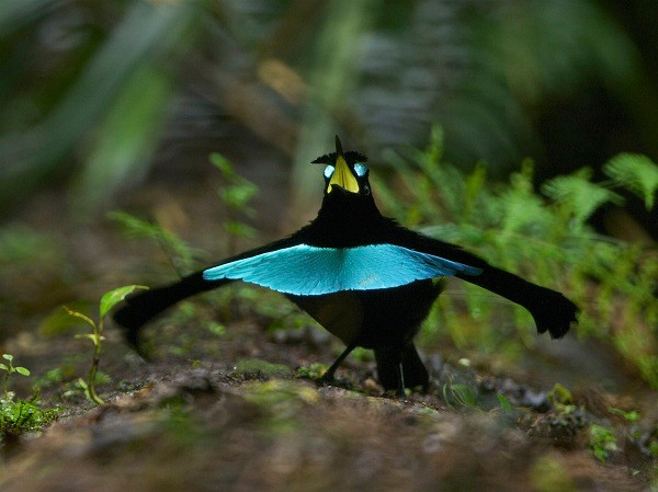 Sở hữu bộ lông màu đen mượt nhưng nổi bật hơn cả là chiếc "vương miện" và yếm màu xanh óng ánh, Greater lophorina được nhiều người ví như loài chim kỳ lạ đến từ ngoài hành tinh. Số lượng con mái của loài này rất thấp dẫn tới việc tranh giành bạn tình giữa các con trống diễn ra rất khốc liệt.