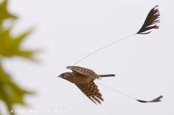 Loài chim vô cùng lạ lùng có tên là Standard-Winged Nightjar này được phát hiện ở phát hiện từ Senegal đến Ethiopia ở châu Phi. Nằm trong bộ cú muỗi, gây ấn tượng bởi ngoại hình kỳ quặc với hai chiếc lông siêu dài ở hai bên cánh.