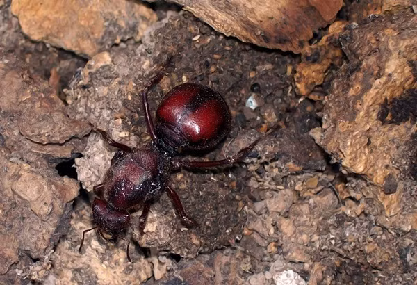 Kiến mông to là một trong số những loài côn trùng sở hữu vẻ ngoài vô cùng ấn tượng với vòng 3 "siêu to khổng lồ". Loài kiến này thường được tìm thấy ở Venezuela và Paraguay.