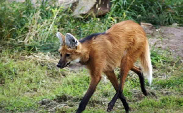 Là một trong những loài sói cao nhất thế giới, sói bờm sống chủ yếu ở vùng đồng cỏ Nam Mỹ và hiện vẫn chưa được xác định "danh tính" là chó hay sói. Hiện trên thế giới còn khoảng 17.000 cá thể động vật này và chúng đang được liệt kể trong Sách Đỏ thế giới.