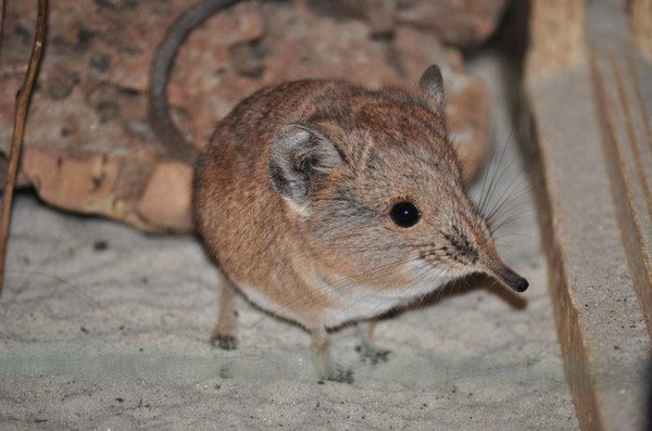 Điều đặc biệt là, loài dị thú này lại không có họ hàng gì với loài chuột. Chúng thậm chí còn có chu kỳ kinh nguyệt giống hệt con người.