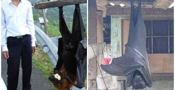 Những hình ảnh dơi to như người xuất hiện trên mạng xã hội từng gây xôn xao dư luận, khiến không ít người kinh hãi. Thực chất loài dơi "siêu to" này được gọi là cáo bay, nặng khoảng 1,4kg, và trông đáng sợ là vậy nhưng chúng hoàn toàn vô hại với sở thích "chén" trái cây hoặc côn trùng.