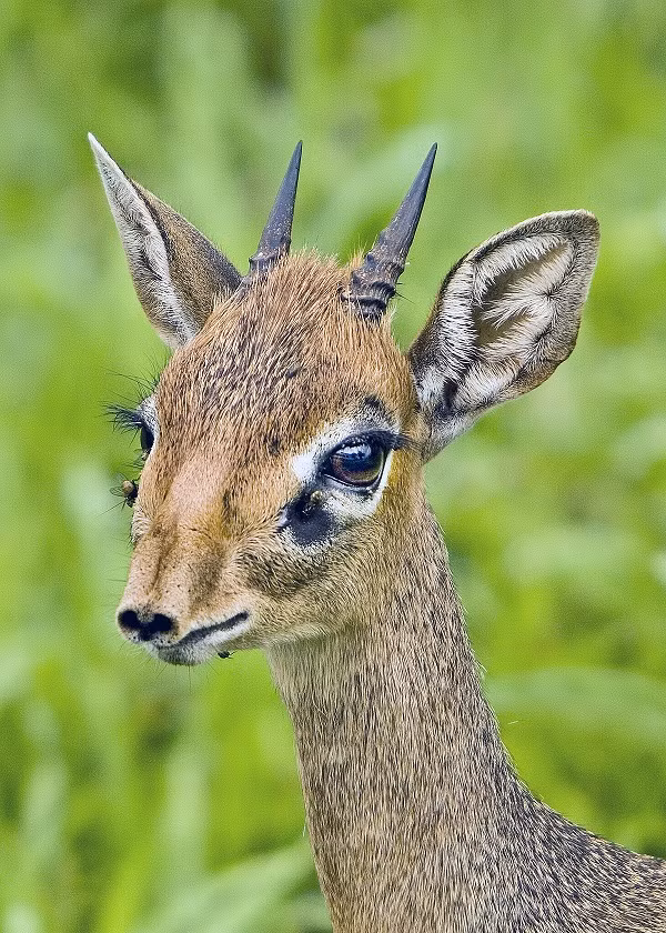 Linh dương Dik Dik chỉ cao 30-40cm nhưng lại sở hữu khuôn mặt "hotgirl" trong số các loài linh dương. Âm thanh của loài được mệnh danh là độc nhất vô nhị, dùng để cảnh báo đồng loại khi có nguy hiểm rình rập.