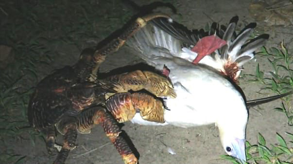 Đảo Christmas là nơi cư trú của số lượng lớn cua dừa trên thế giới và số lượng lên đến 25 triệu con cua đỏ. Đây cũng là địa điểm được biết đến với nhiều loài động vật hoang dã tuyệt đẹp.