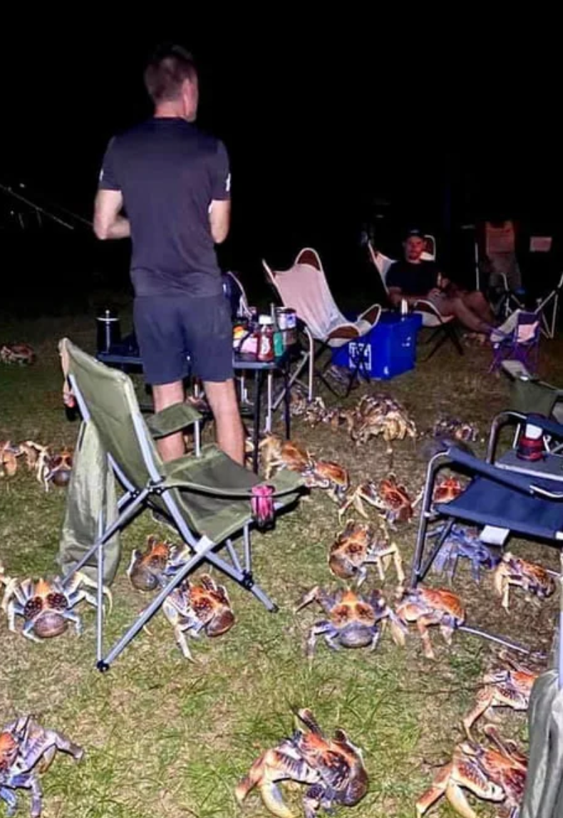 Cả gia đình đang vui vẻ tận hưởng bữa tiệc nướng BBQ, bỗng từ đâu một đàn cua khổng lồ kéo đến tấn công. Điều kinh hãi hơn, chúng lớn hơn loài bình thường rất nhiều, lại kéo đến với số lượng lớn như những con quái vật.