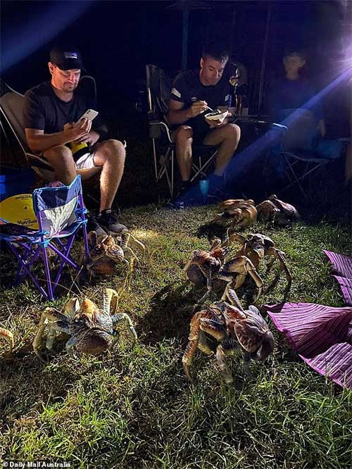 Những con cua to lớn mạnh dạn trèo lên cả bàn ăn. Hình ảnh thu hút sự chú ý của cư dân mạng với rất nhiều bình luận chia sẻ về trải nghiệm từng chứng kiến hay có khi là nạn nhân của những vụ trộm mà thủ phạm là cua khổng lồ.