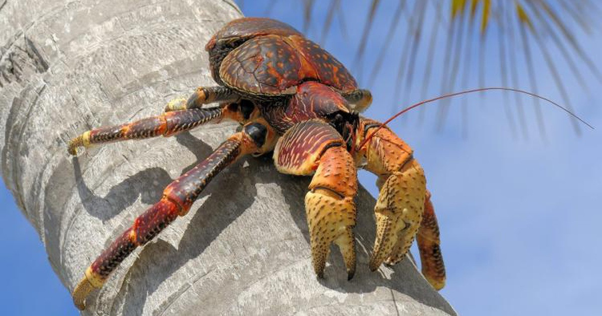 Nhà nghiên cứu tự nhiên học Charles Darwin từng gọi loài này là "cua quái vật" bởi cua dừa đặc biệt sở hữu cặp càng "siêu to khổng lồ" - cũng là vũ khí tối thượng của chúng.