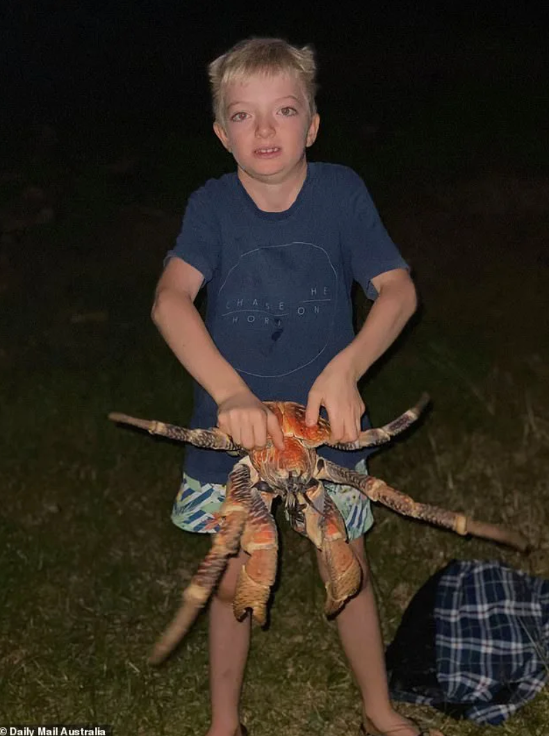 Được biết, loài giáp xác có vẻ ngoài đáng sợ xuất hiện trong hình ảnh được chia sẻ trên mạng xã hội là cua dừa - loài cua không xương sống lớn nhất sống trên mặt đất, cũng thuộc loài động vật chân đốt sống, cùng họ với nhện, bọ cap…