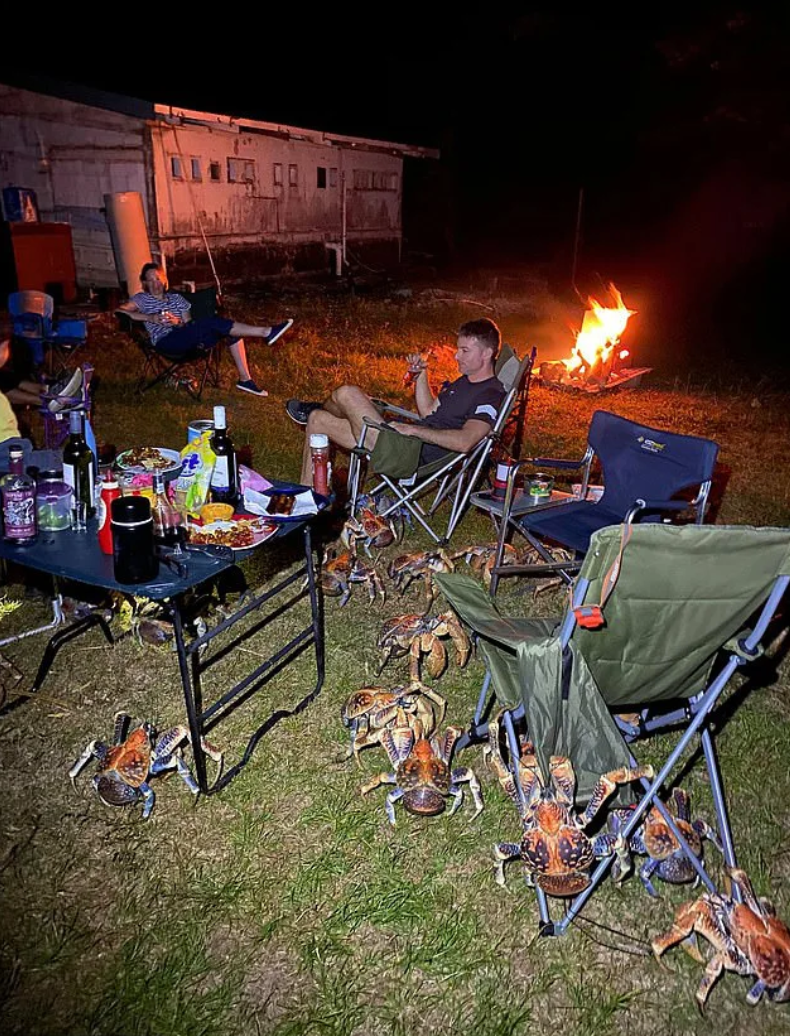 Những con trưởng thành thường có nhiều màu sắc độc đáo từ tím nhạt đến nâu và tím đậm, trọng lượng có thể lên tới 5 kg và chiều dài lên đến 1 m. Loài vật này cư ngụ trong hang hốc, lấy xơ lừa lót ổ và chỉ quay lại biển đến kỳ đẻ trứng, đôi khi bạn có thể thấy chúng bám chặt trên các cây dừa cao.