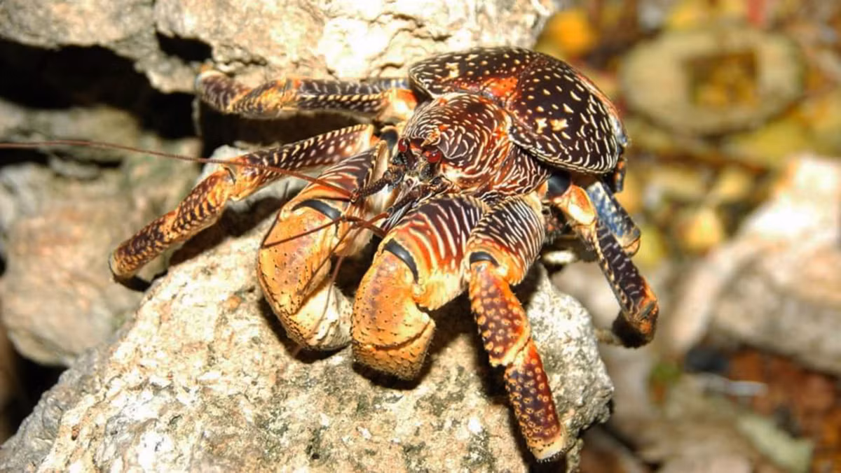 Cặp càng cực khỏe của cua dừa khổng lồ có thể nâng vật thể nặng đến 27 kg, giúp chúng có biệt tài trèo cây rất giỏi. Chúng cũng dùng đôi càng khỏe bóp vỡ quả dừa để ăn, bởi vậy được gọi là cua dừa.