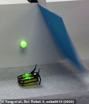 Tiến sĩ Ryan Truby - chuyên gia robot học tại Viện Nghiên cứu MIT - cho rằng RoBeetle là một cột mốc đáng ghi nhận của công nghệ sản xuất các robot cỡ nhỏ và siêu nhỏ: "RoBeetle sẽ thúc đẩy các thiết bị tân tiến cho robot trong tương lai".