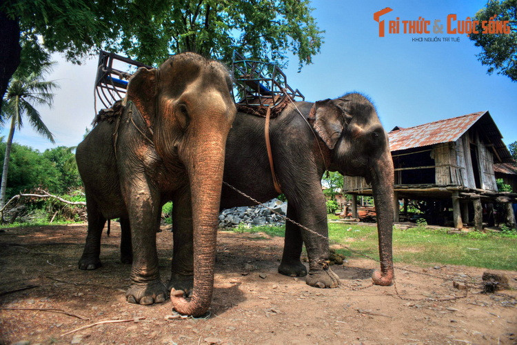  4. Đắk Lắk (13.125,4 km2). Lưu giữ những di sản về nghề săn bắt và thuần hóa voi của đồng bào Tây Nguyên, Buôn Đôn được coi là địa danh du lịch hấp dẫn nhất tỉnh Đắk Lắk. Các địa điểm có sức hút không kém ở tỉnh này là hồ Lăk, Vườn quốc gia Chư Yang Sin, các thác nước hùng vĩ, làng cà phê ở TP Buôn Ma Thuột... Ảnh: Voi nhà ở Buôn Đôn,