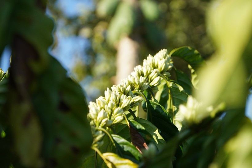 Trước khi nở, hoa cà phê là những búp nhỏ màu xanh nhạt, e ấp dưới tán lá.