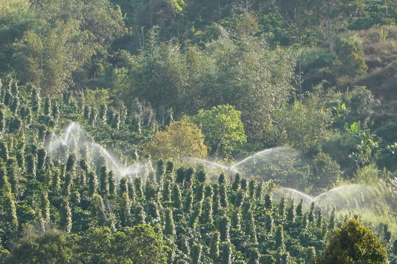 Nếu như hôm qua chỉ là những nụ xanh đang ngậm nước, đến sáng hôm sau đã chuyển mình trổ thành bông trắng xóa đón ánh bình minh.