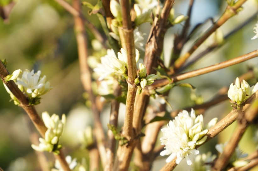 Giữa không khí se lạnh, nhìn từ xa những cành hoa cà phê xếp tầng lên nhau như bông tuyết trắng trĩu nặng.
