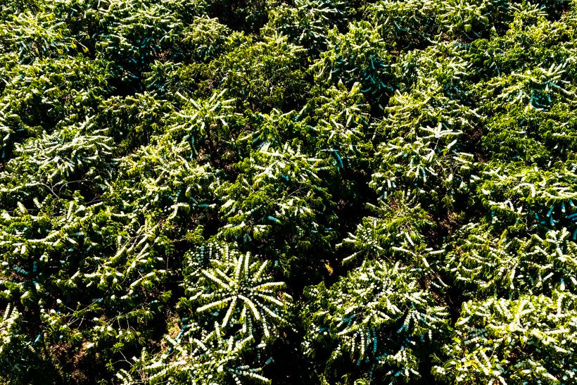 Trong cái se lạnh của thời điểm giao mùa, cơn gió mang làn hương thoảng qua khiến ong bướm dập dìu kéo về làm mật cũng đủ khiến người ta nhận ra Tây Nguyên thật dịu dàng và phóng khoáng.