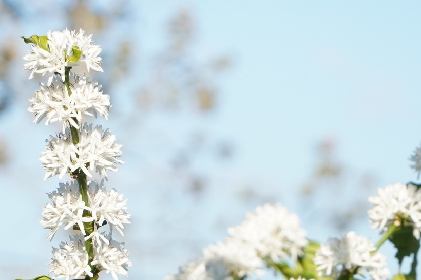 Hoa cà phê mang nét đẹp tinh khôi, quyến rũ nhưng rất dễ tàn.