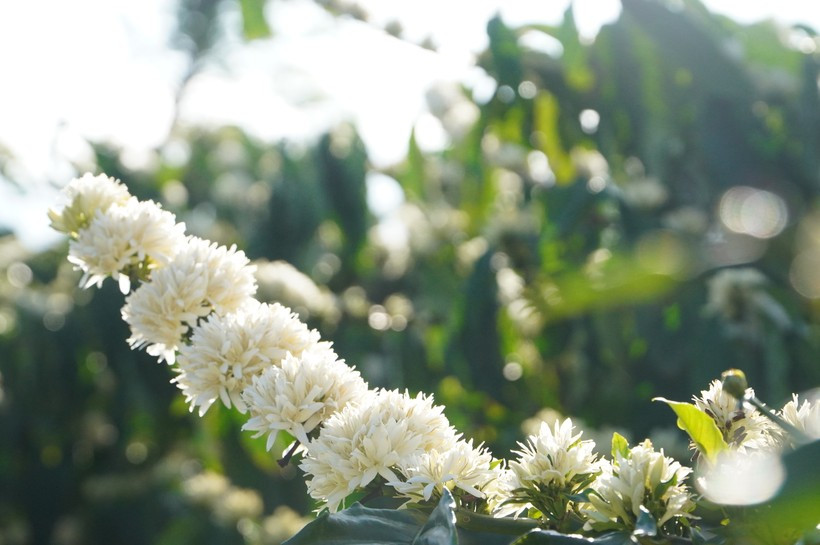 Hoa cà phê có kích thước to, trông như một đóa cúc dại với cánh hoa mỏng, nhụy trắng đan xen.