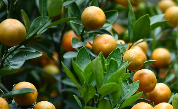 Ngam cay quat Tet, bo vo thay doi thai do voi con re