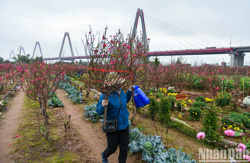 Tuy không nổi tiếng như Nhật Tân, song làng đào Phú Thượng cũng là điểm đến thu hút du khách. Trước kia, vườn hoa đào Phú Thượng có diện tích khá lớn, nay có phần thu hẹp lại. Tuy nhiên điều này không ảnh hưởng đến vẻ đẹp và chất lượng của đào Phú Thượng.