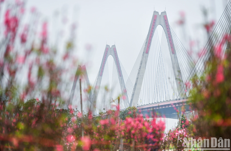 Hoa đào dưới cầu Nhật Tân đã bắt đầu khoe sắc tạo nên một khung cảnh lãng mạn những ngày sát Tết Nguyên đán 2024.