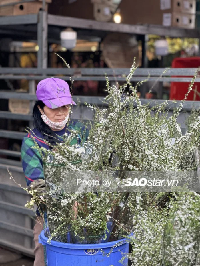 Chị Khách (47 tuổi) - chủ gian hàng hoa tại chợ Quảng An cho biết năm này nhiều người thích chơi tuyết mai. Mỗi bó tuyết mai lớn chị bán giá 170.000, còn tuyết mai hồng thì rẻ hơn. "Chị nhập tuyết mai về đây bán đã được 1 tháng, 29 - 30 vẫn bán, hết hoa mới nghỉ Tết.", tiểu thương tâm sự.