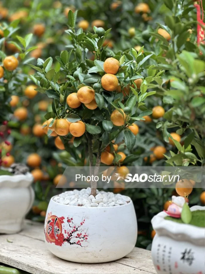 Ghi nhận của PV tại chợ hoa Hàng Lược, phố Hàng Mã (quận Hoàn Kiếm) khung cảnh lúc nào cũng đông đúc, tấp nập người qua lại. Hòa cùng dòng người nhấp nhô ấy là hàng dài những gian bày bán hoa Tết: nào đào, nào quất, nào tuyết mai,... Rồi cả những gian hàng bán đồ trang trí Tết đỏ rực một góc phố. Chính điều đó đã làm nên sức hút riêng của con phố này. Để rồi ngày nay người ta không chỉ đến đây mua sắm Tết mà còn đến để hưởng trọn cái "hơi thở" rộn ràng, căng tràn sức xuân của Hà Nội. Chẳng thế mà nhiều người thường hay nói vui rằng: Qua 23 tháng Chạp rồi mà vẫn chưa cảm nhận được không khí Tết thì cứ lên thẳng phố Hàng Mã sẽ thấy người dân đang chở Tết về.