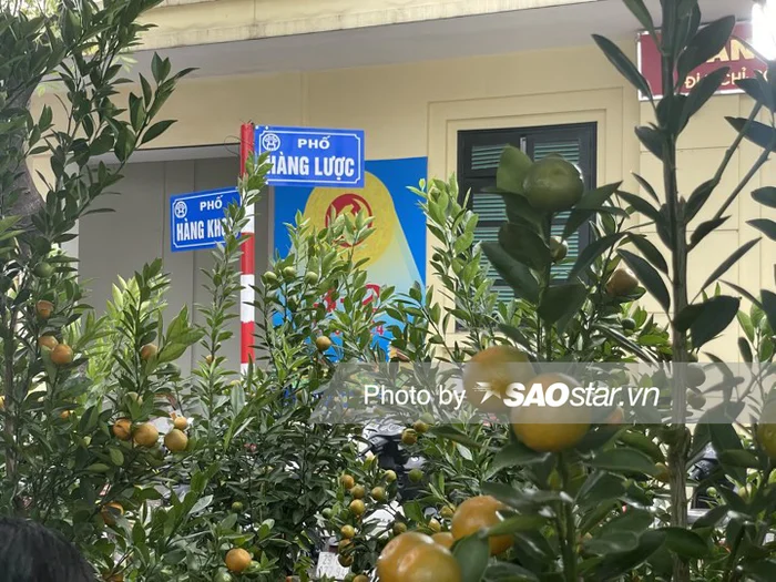 Hà Nội những ngày giáp Tết khắp nơi đều là cảnh tưng bừng, nhộn nhịp. Nhưng có lẽ đặc biệt nhất vẫn là cảnh người người nhà nhà rộn ràng xuống phố đón Xuân trong ngày Chủ Nhật cuối cùng của năm. Từ sáng sớm 4/2, cũng là ngày Chủ Nhật cuối cùng trong năm 2023, khắp nơi trên phổ cổ Hà Nội hay các chợ hoa lớn trong thành phố đều là không khí nhộn nhịp đi sắm Tết của người dân. Trên nhiều tuyến phố, các hàng cây quất, đào, chậu bưởi nối dài được trưng bày với màu sắc rực rỡ, khiến ai đi qua cũng phải ngắm nhìn.