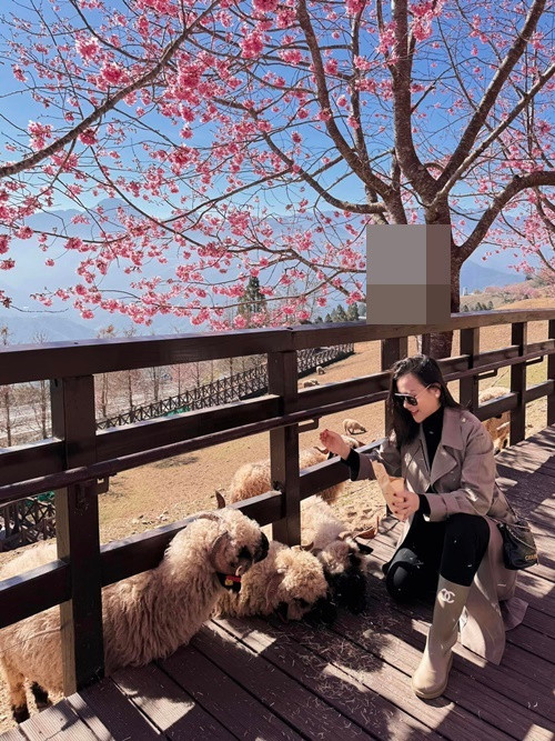 Phương Oanh ngắm hoa đào, cho cừu ăn.