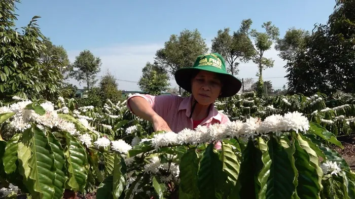 Hiện trên địa bàn Đắk Lắk có hơn 213.000 ha cà phê, chiếm diện tích nhiều nhất trong các loại cây công nghiệp của tỉnh. Để nâng cao năng suất, chất lượng cà phê những năm qua, Sở Nông nghiệp và Phát triển nông thôn tỉnh Đắk Lắk đã triển khai nhiều giải pháp như đẩy mạnh tổ chức sản xuất cà phê bền vững; có chỉ dẫn địa lý; tiếp tục tái canh cây cà phê và phấn đấu đạt hơn 24,4 nghìn ha tái canh giai đoạn 2021-2025.