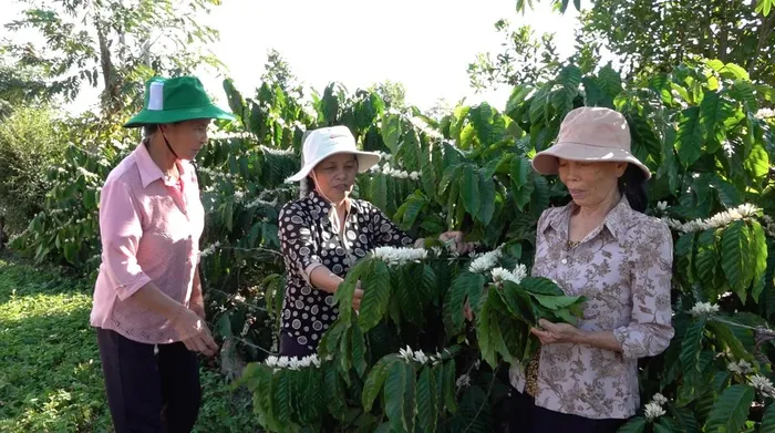 Bà Nguyễn Thị Tâm (huyện Krông Pắc, Đắk Lắk) cho biết: “Bắt đầu 3 giờ sáng hoa cà phê nở. Sáng mai có nắng, hoa nở trắng như tuyết"
